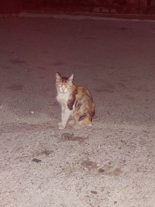 Отдам котят в хорошие руки