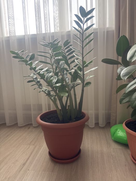 Замиокулькас с горшком
