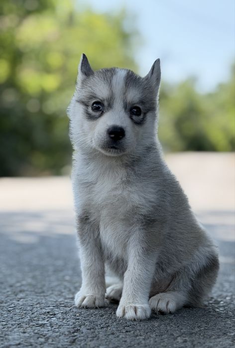 Pui femela rasa husky siberian!