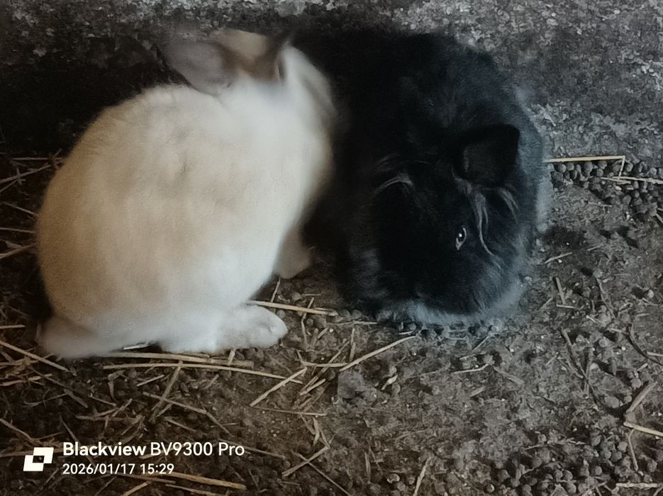 Vând 2  iepuri(o iepurita,un iepuroi)