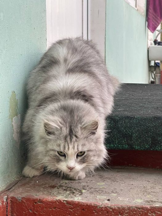 Mushuk sotiladi sotiladi