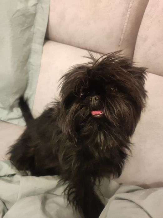 Аффенпинчер ,щенки СКК