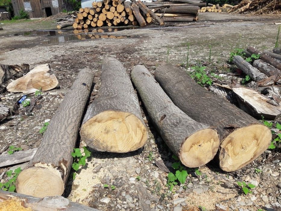 Cherestea mobilă paulownia