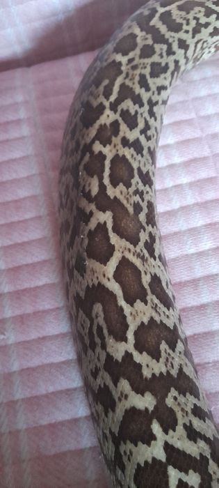 Продам Бирманского  гранитного  питона.