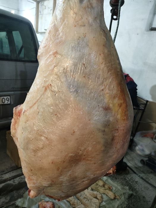 Откорм тай байтал