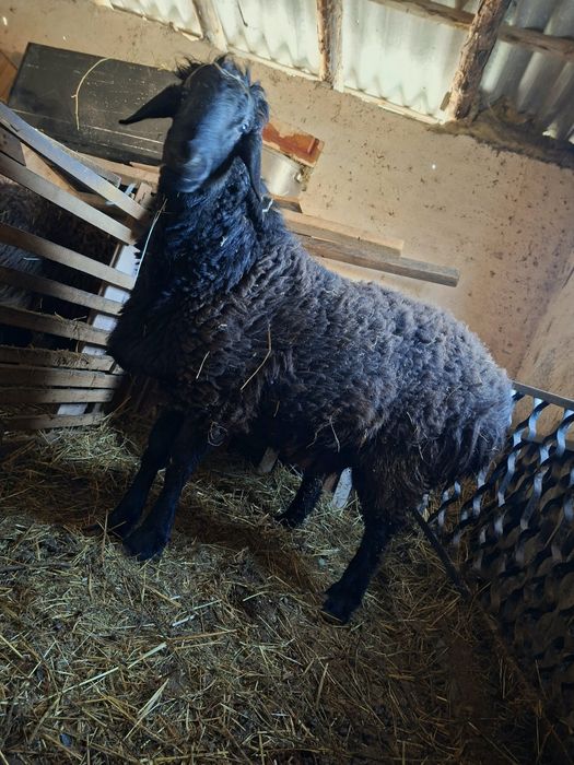 Баран здоровый хороший