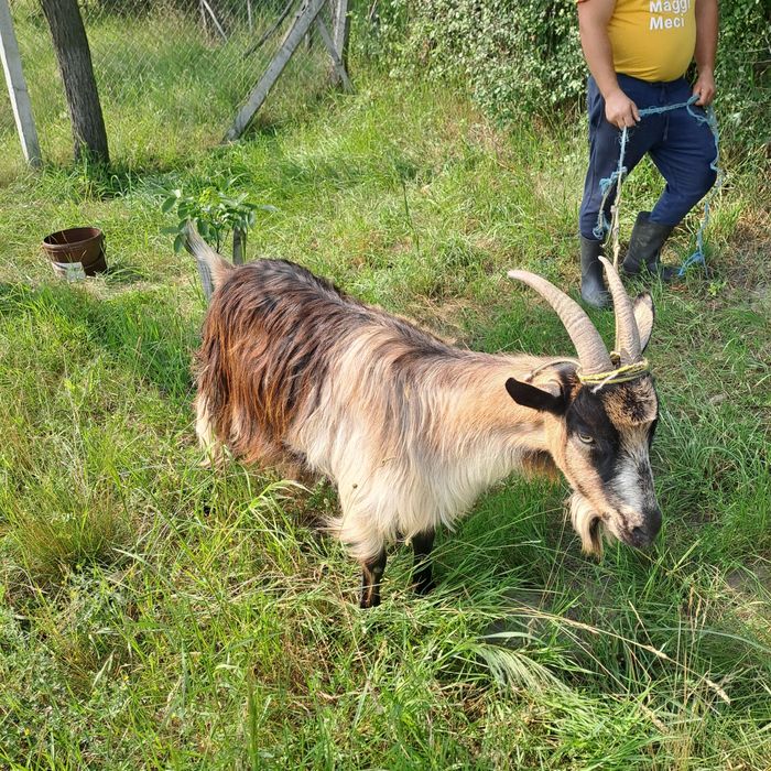 Vând capra de 3 ani