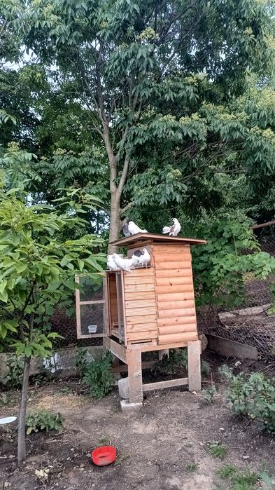 porumbei voltati ( rotati) curcanasi