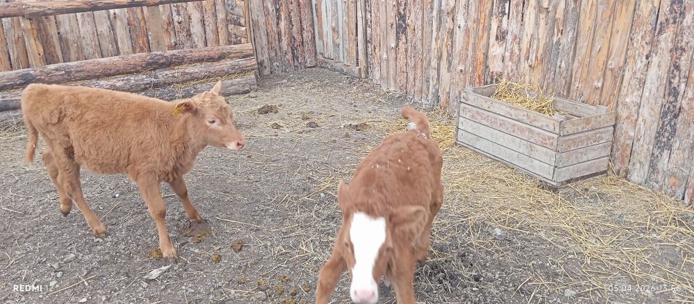 Продам телят.        .