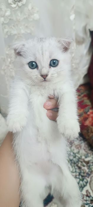 Mushuk bolasi sotiladi