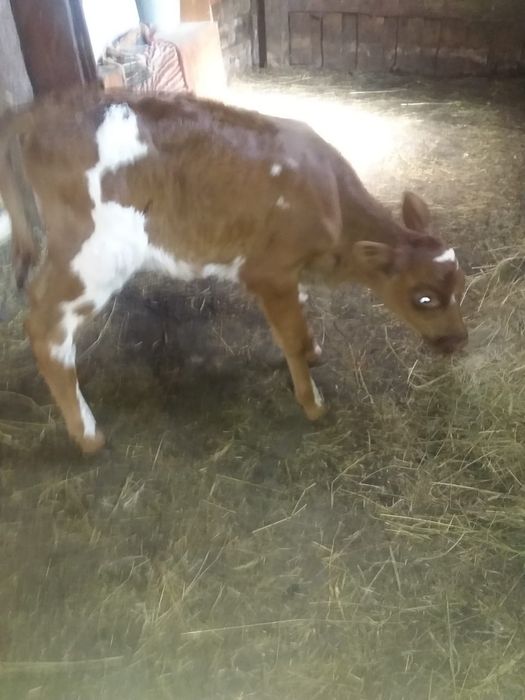 Продам тёлочку 25 дней