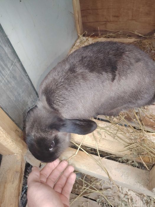 Karlik baran sotiladi