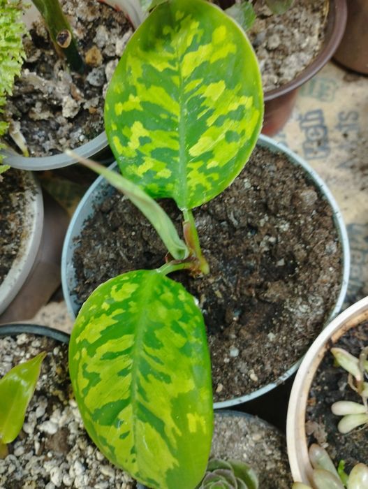 комнатные цветы не дорого