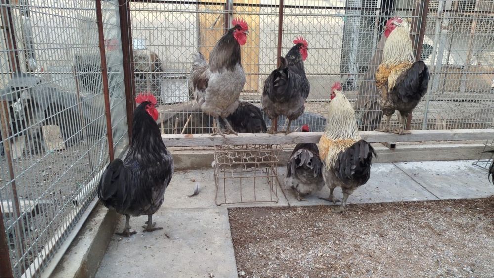 Петуха плроды Джерсинский гигант. Перельнын