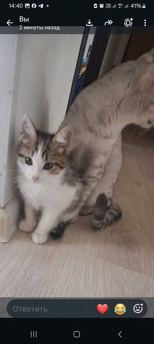 Отдам котенка мальчик в добрые руки