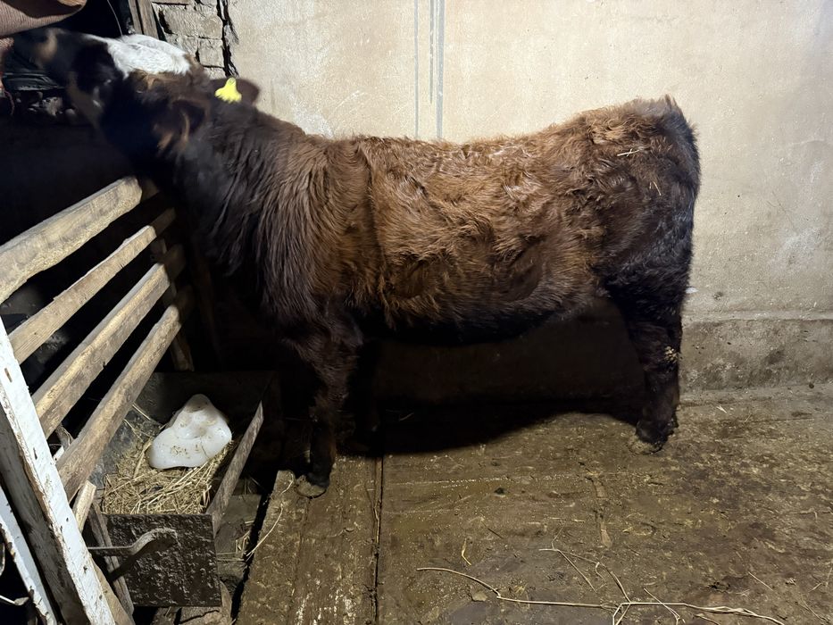 Gibrit buqa sotiladi.