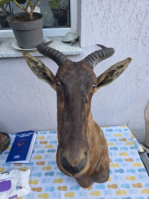 Obiect vechi de antichitate