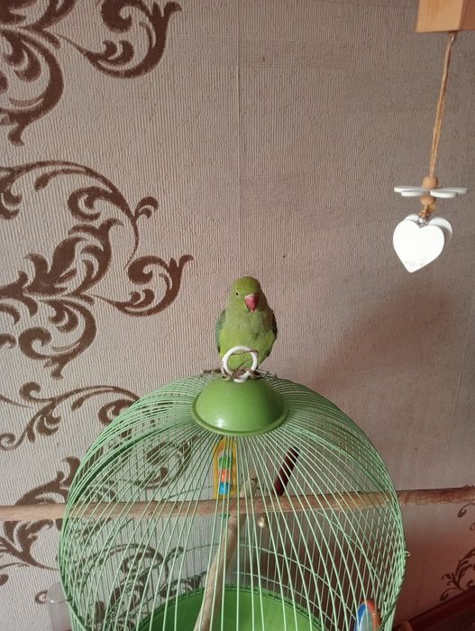 Продаю ожерелового попугая