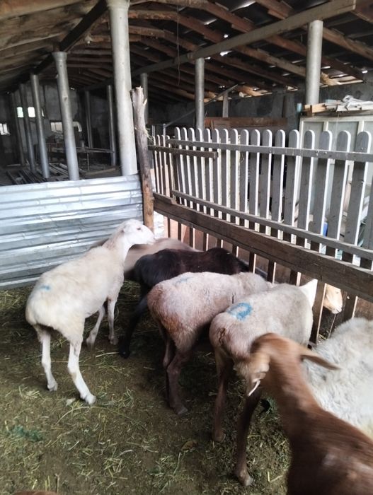 Бараны Овцы Барашки