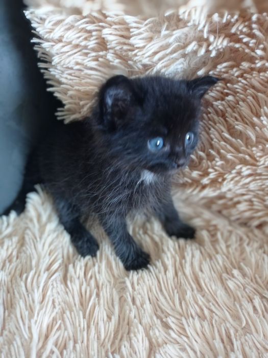 Ищем котенку любящих пап-мам.