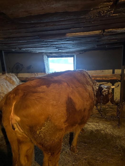 Сиыр 5 жылдық  (корова) сатылады