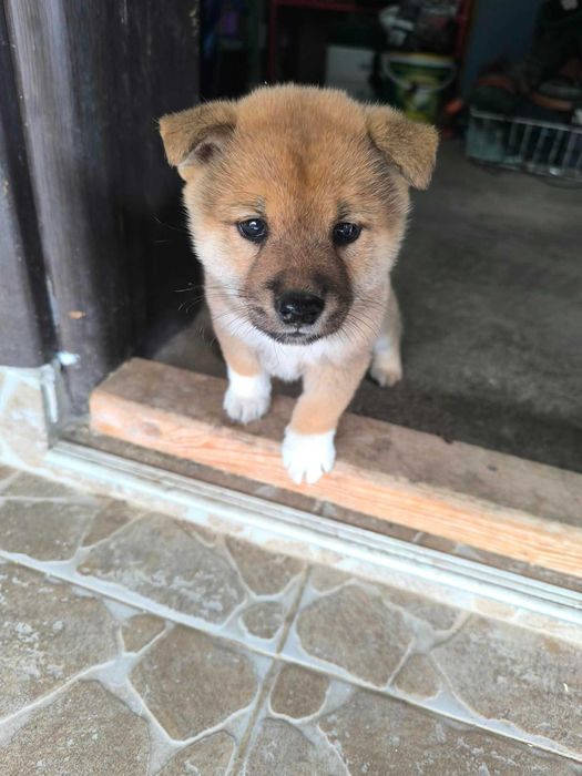 Vand pui shiba inu