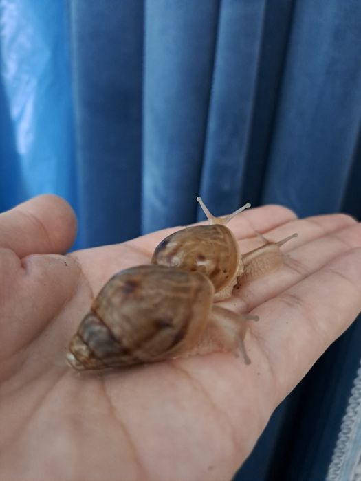 Улитка ахатина пантерка сотилади