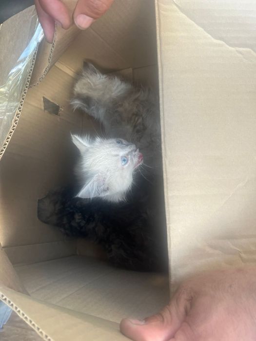 Котята мальчики,
