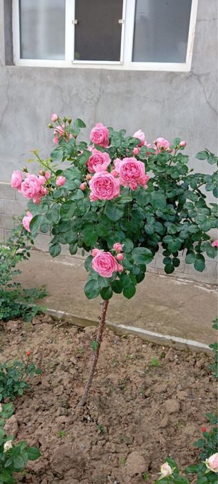 Shtamp Gul. Manzalari Gul