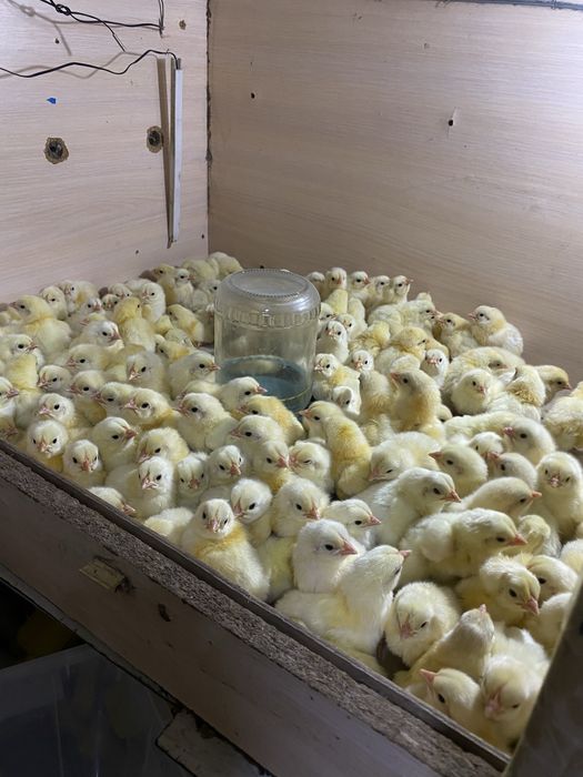 Продам 3х суточных Цыплят бройлера