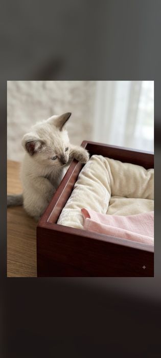 Котятки сиамские, чистокровные