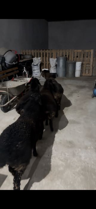 4кошкар сатылады