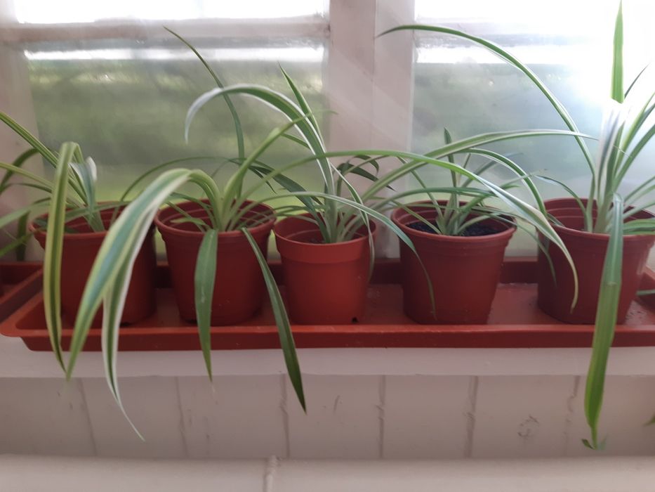 Хлорофильтрум вырабатывает кислород.очищает воздух рекомендую