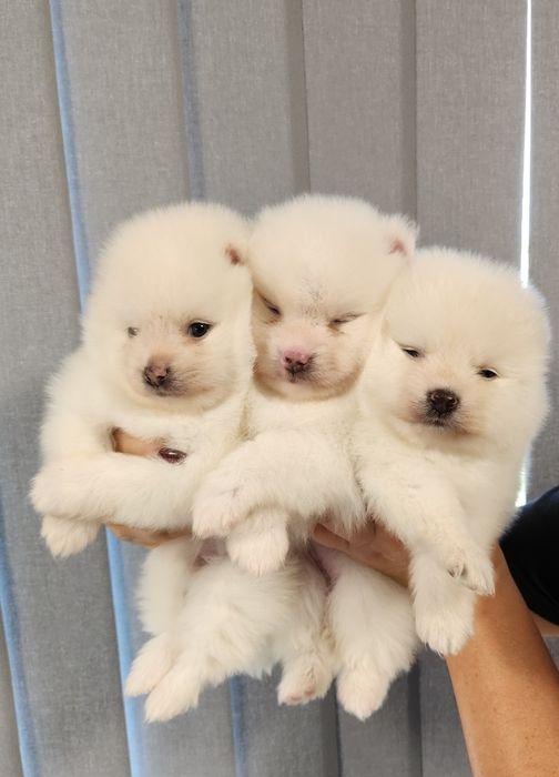 Померански шпиц , померан , малък шпиц чисто бели