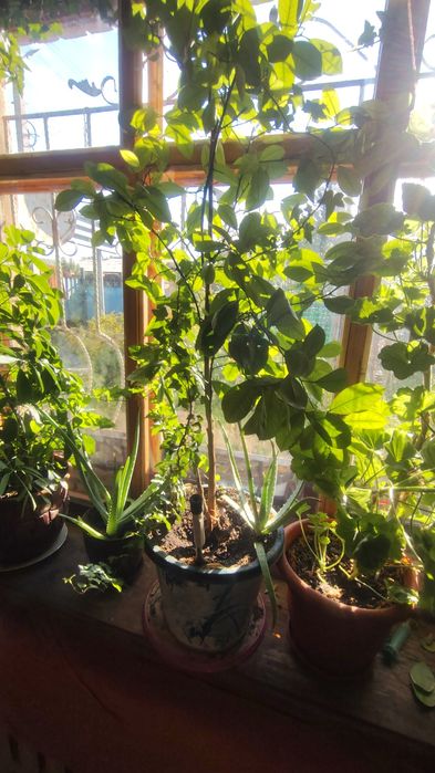 Шефлера, пеларгония и мандарин