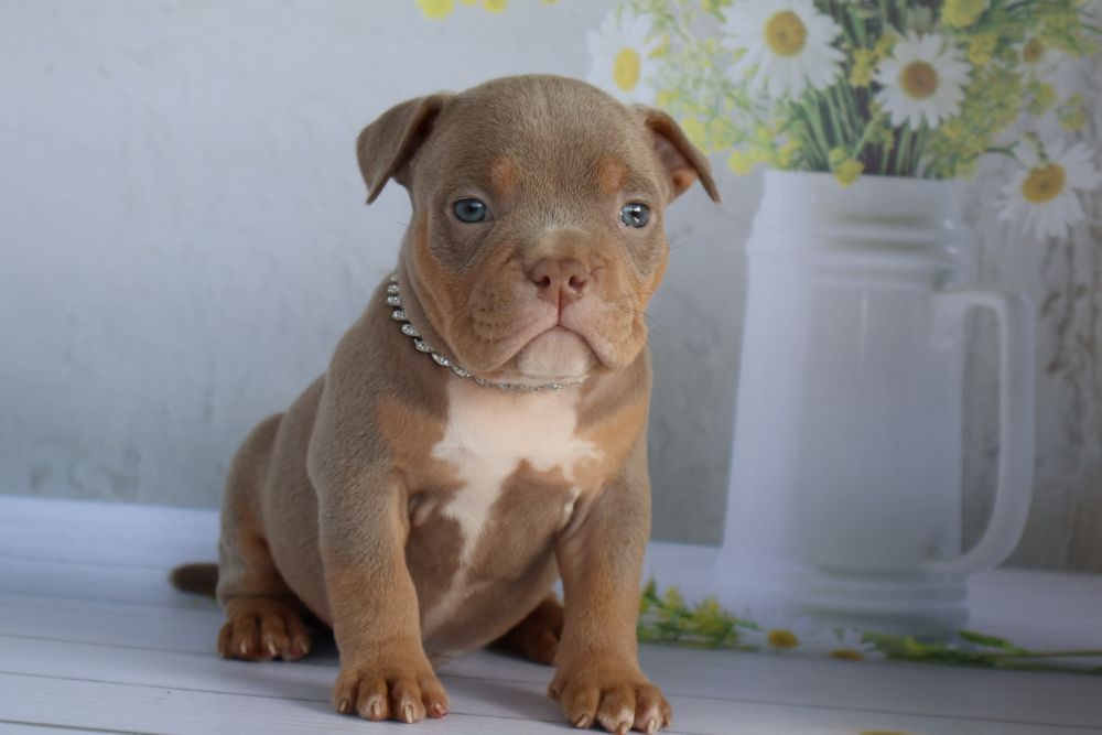 Американская булли