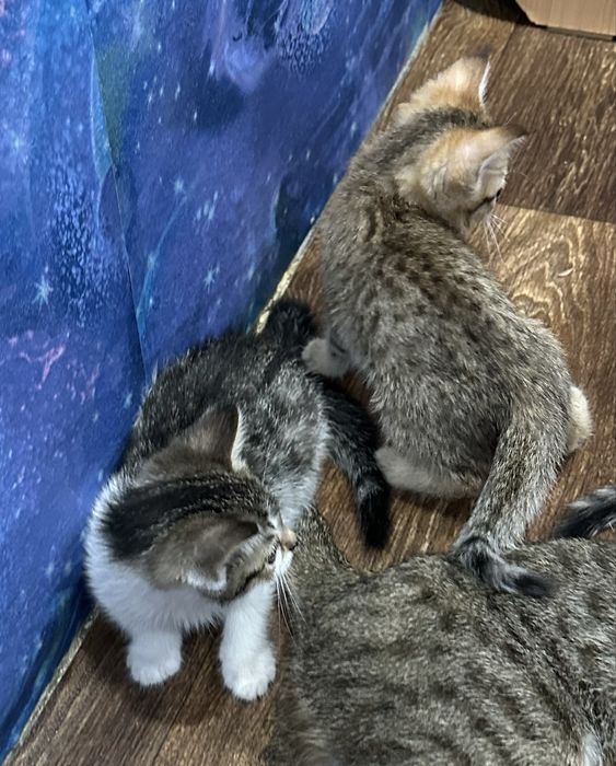 Отдам в добрые руки