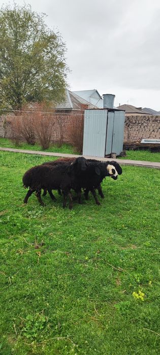 Осы 5 Кошкар сатылады