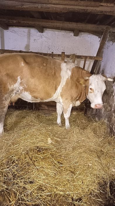 Vând vaca de 5 ani sau schimb