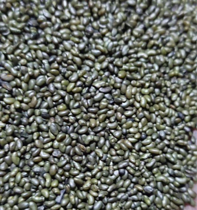 Джеа люцерны.