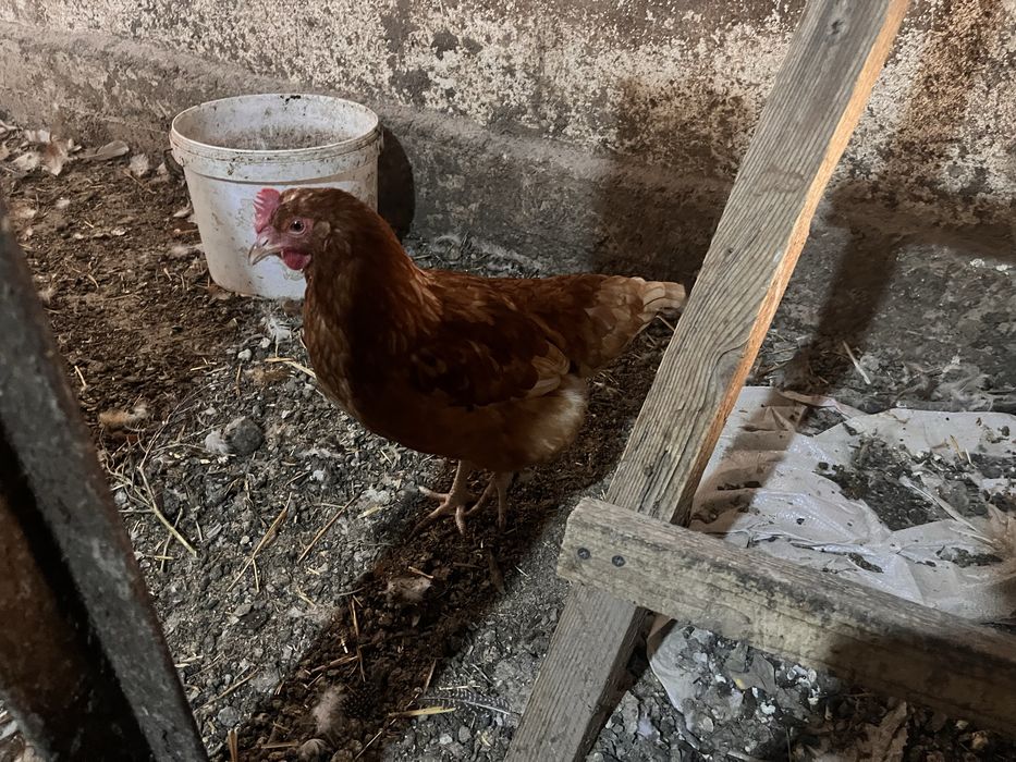 Продам курей ломан браун