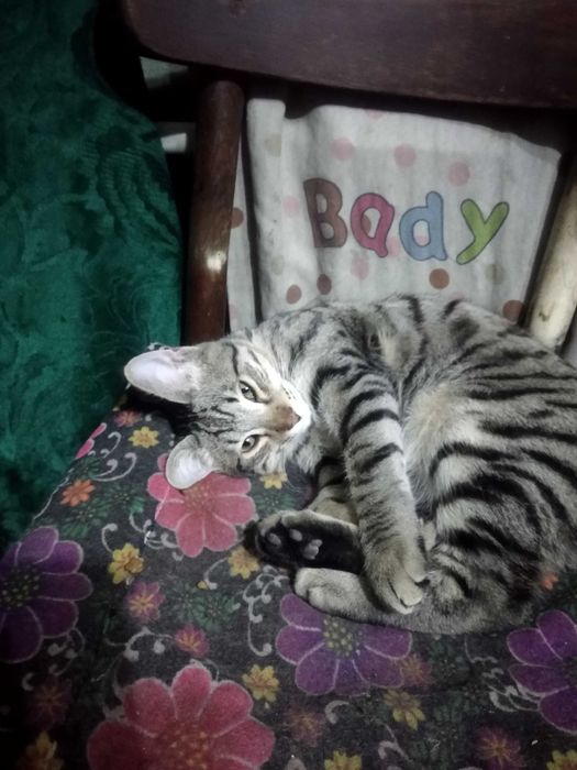 3 котенка от красивой охотничьей кошки с голубыми глазами