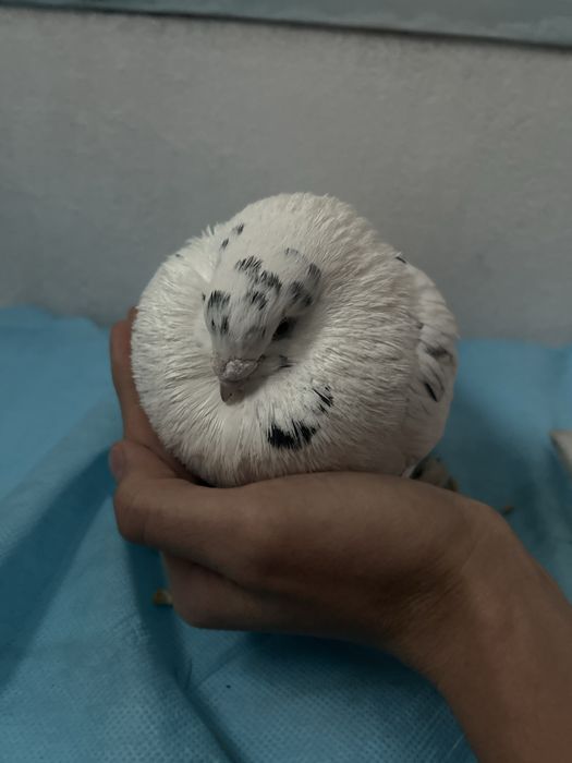 Голуб  Узбекские Самаркандские