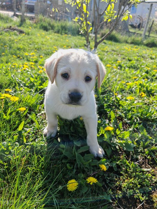 Labradori retriever, adorabili, căutăm familii iubitoare