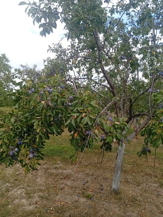 Vând prune 2 lei kg