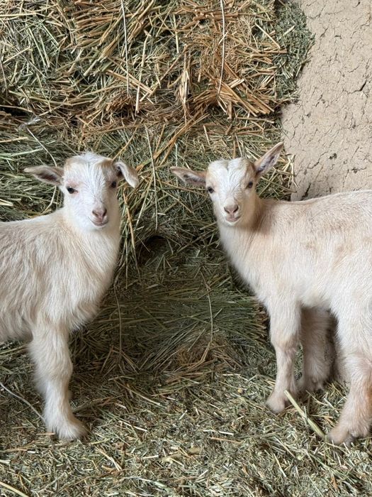 Пародисти лақтар