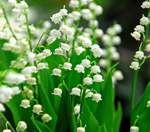 Нарциси,кокичета, мускари ,есенен минзухар и момина сълза