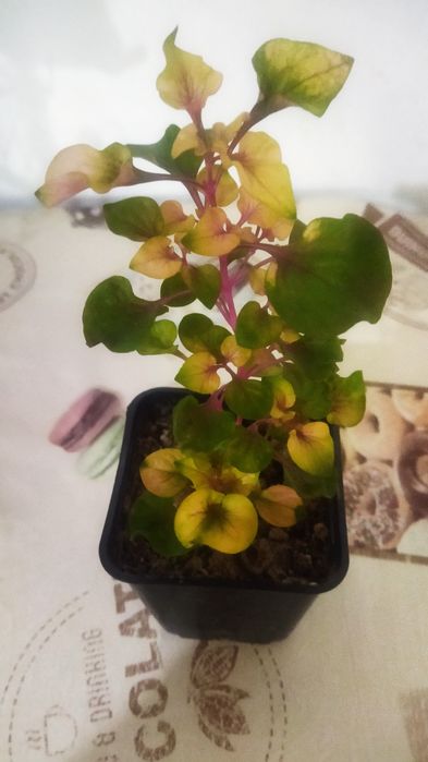 Продам комнатные цветы