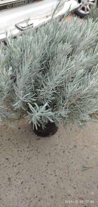 Lavanda  Frasuskiy Italiya Rossiya