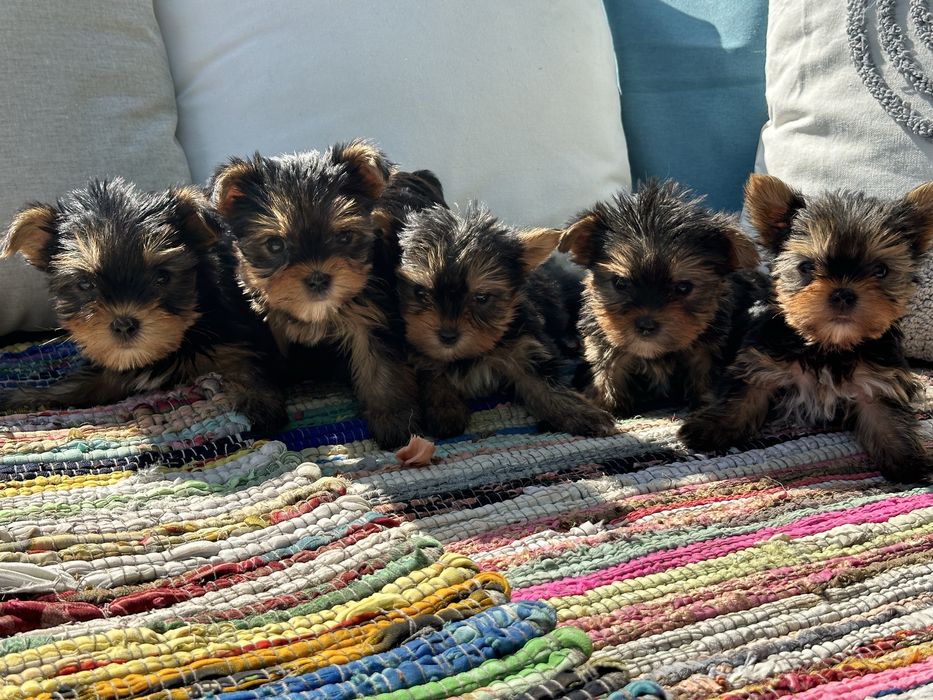 Йоркширски териер / Yorkshire Terrier